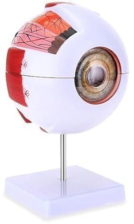 Sugra Giant Detachable Human Eye Model for Medical Education, Highly Detailed with 6 Times enlarged Eye Ball Shows Cornea, Sclera, Ocular Muscles and Optic Nerves