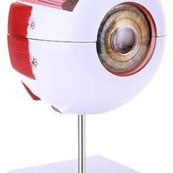 Human Eye Model